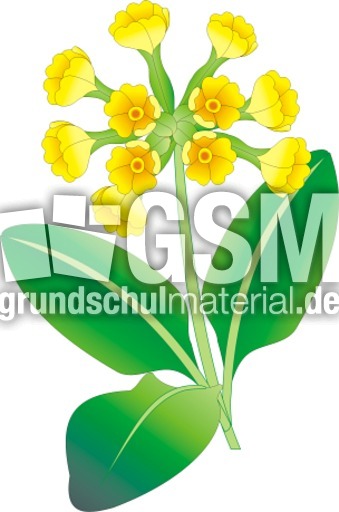 Schluesselblume.tif